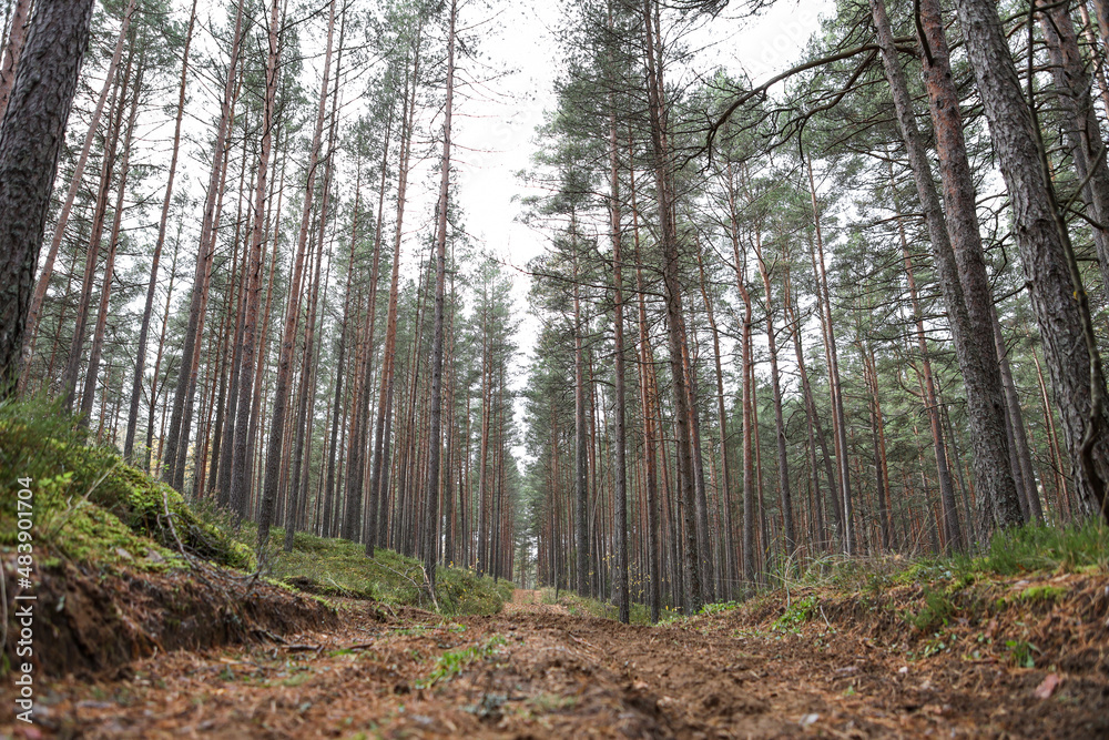 Fototapeta premium Old pine tree forest environment photography with small forest road, path.
