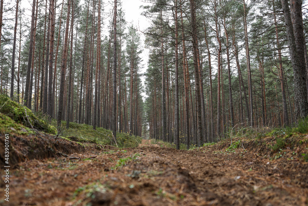 Obraz premium Old pine tree forest environment photography with small forest road, path.