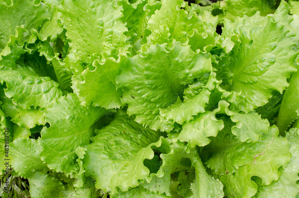Fresh Organic Lettuce Growing in Garden Green Leafs Salad on Garden Bed Fresh Organic Lettuce Growing in Garden Green Leafs Salad on Garden Bed
