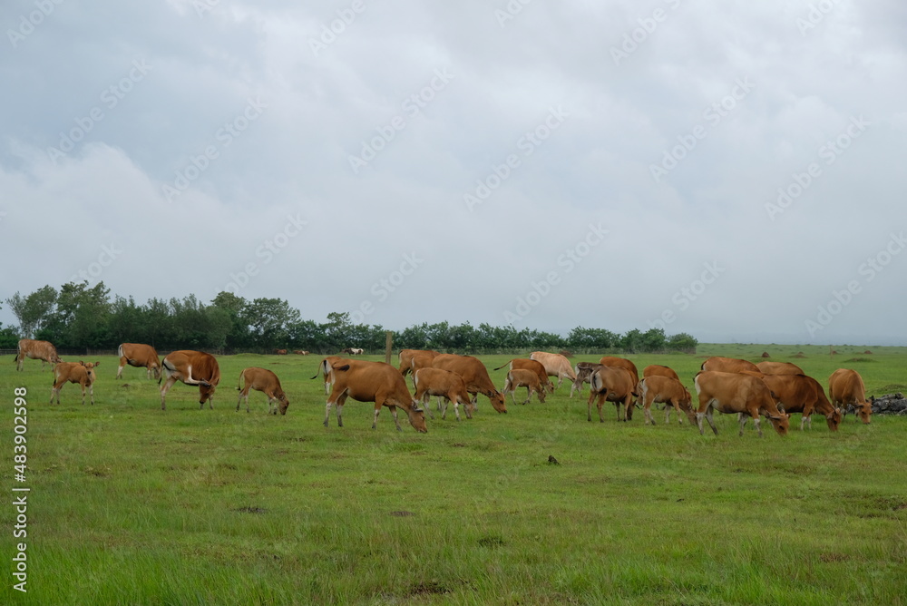 Cows grazing on green field. Cows standing on a pasture. Portrait of cows in Timor Leste.