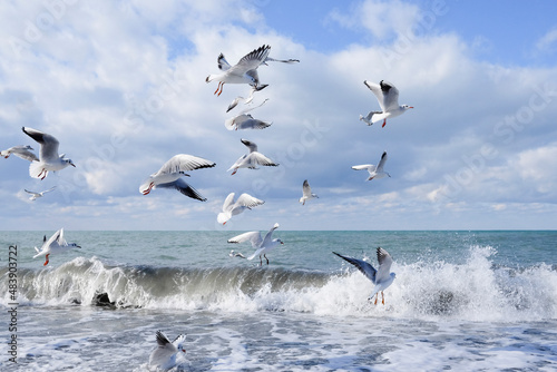 A flock of white gulls flies in the blue sky over the sea during the day and swims in big white waves. white clouds in the sky. High quality photo