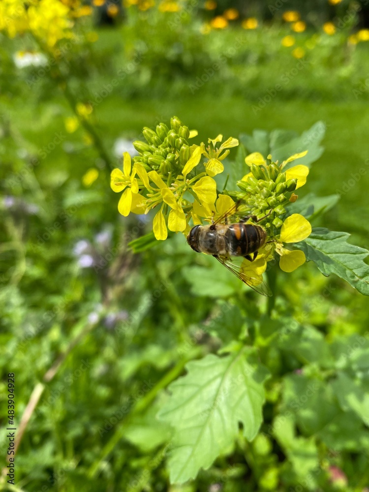 Fototapeta premium bee on a flower