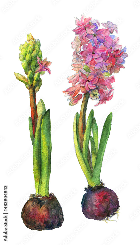 Hyacinth with bulbs, watercolor, isolated on white, isolation work path