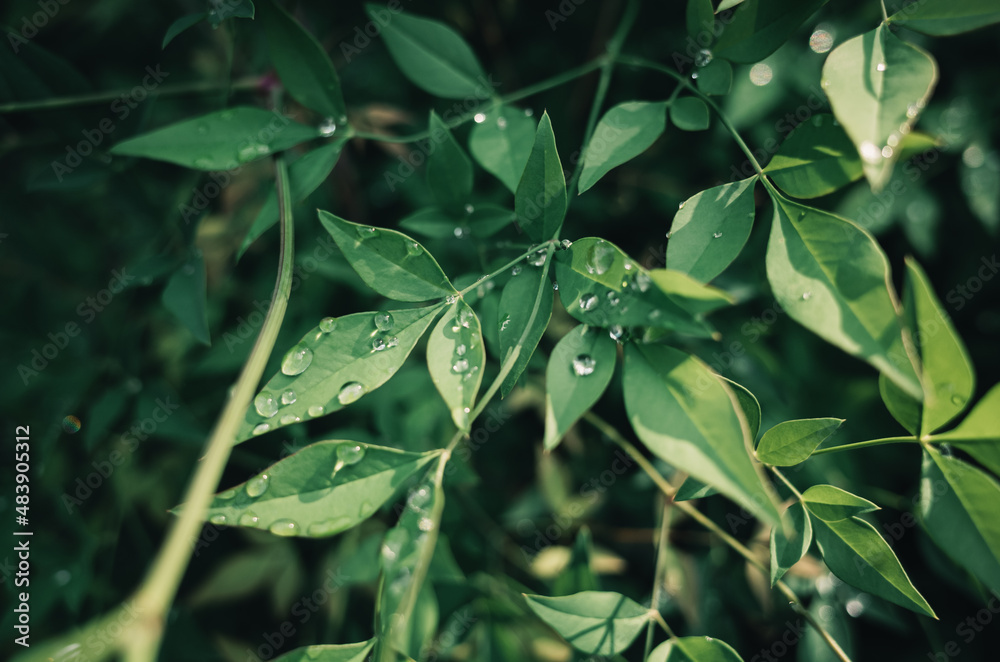 Leaves with water droplets Leaves with water droplets