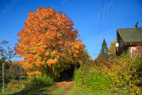 Autumn maple landscape with bright orange foliage in the countryside on a sunny day.