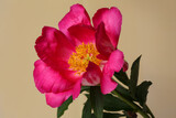 Peony flower with magenta petals and a yellow center isolated on a beige background.