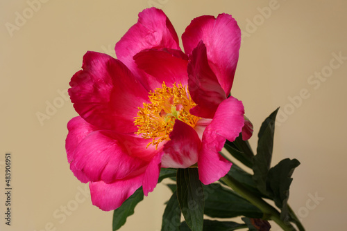 Peony flower with magenta petals and a yellow center isolated on a beige background.