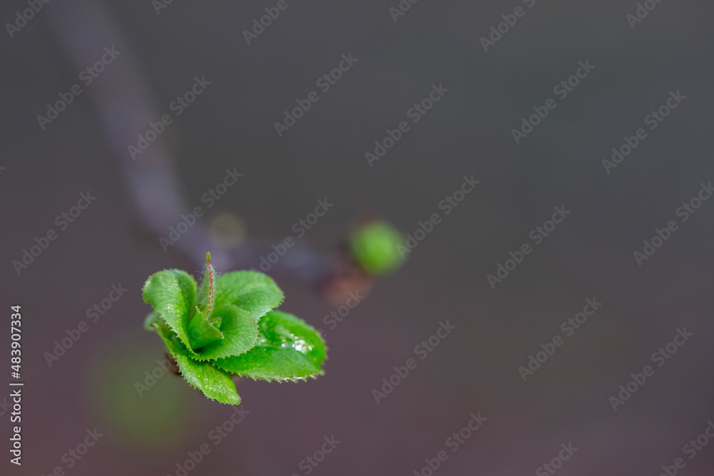 Branches of trees and bushes with buds and first leaves in spring, on a blurry background Branches of trees and bushes with buds and first leaves in spring, on a blurry background