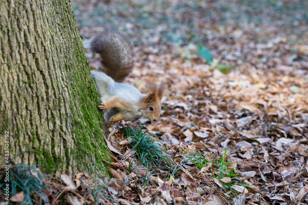 A red squirrel walks down the trunk of a tree. In the background - trees and autumn leaves. Soft focus A red squirrel walks down the trunk of a tree. In the background - trees and autumn leaves. Soft focus