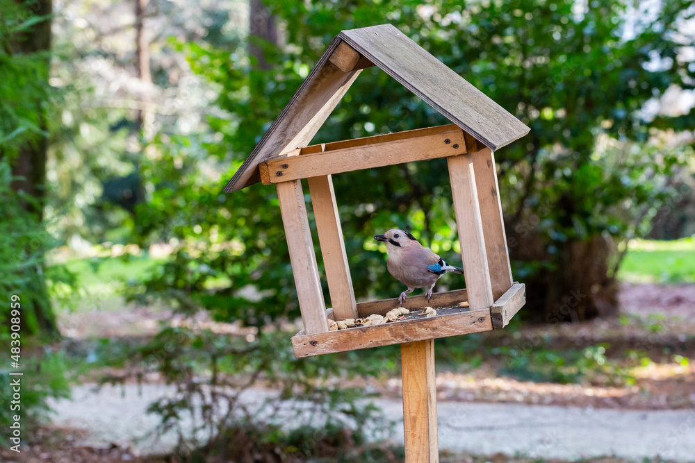 Jay Garrulus glandarius in the nature. A bird with blue wings eats food in a wooden house. Jay Garrulus glandarius in the nature. A bird with blue wings eats food in a wooden house.