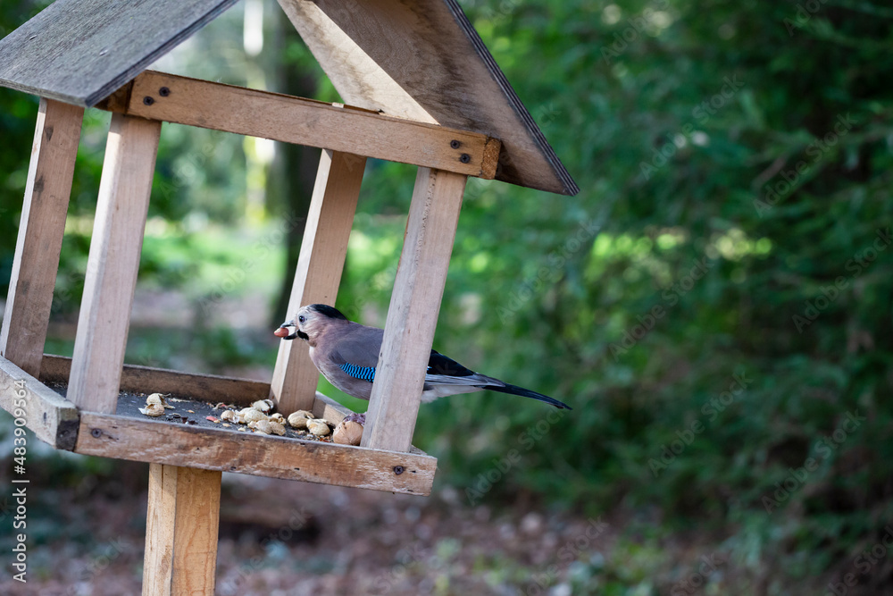 Fototapeta premium Jay Garrulus glandarius in the nature. A bird with blue wings eats food in a wooden house.