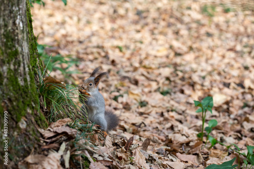 Funny fluffy squirrel with nut in teeth on a ground covered with colorful leaves on magical autumn background. © Anna