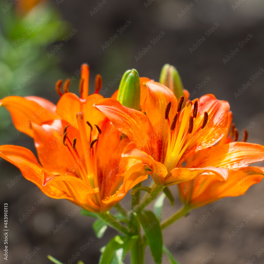 Orange lily flowers in the garden. Selective focus. Lilium lancifolium Orange lily flowers in the garden. Selective focus. Lilium lancifolium