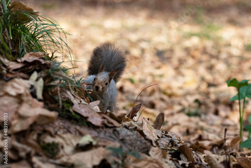 Funny fluffy squirrel with nut in teeth on a ground covered with colorful leaves on magical autumn background.