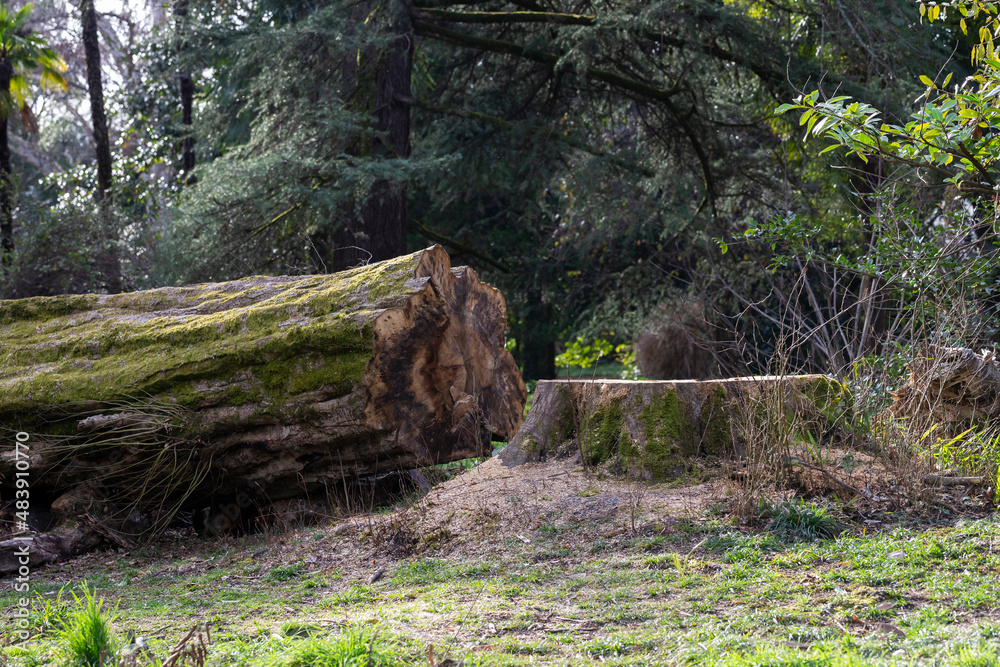 Fototapeta premium tree stump in the forest next to a felled tree lying on a sunny day