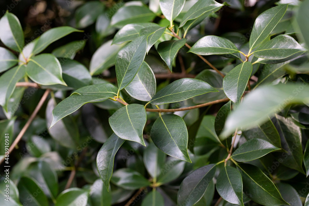 Close up Leaf of Cinnamomum camphora tree Close up Leaf of Cinnamomum camphora tree