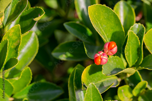 Japanese Spindle Tree Fruits in Winter, natural background of leaves of Euonymus japonicus photo
