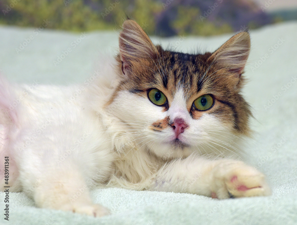 beautiful fluffy white and brown cat