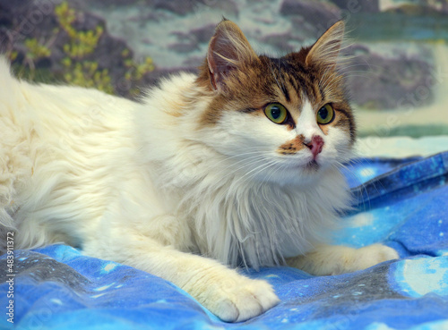 beautiful fluffy white and brown cat