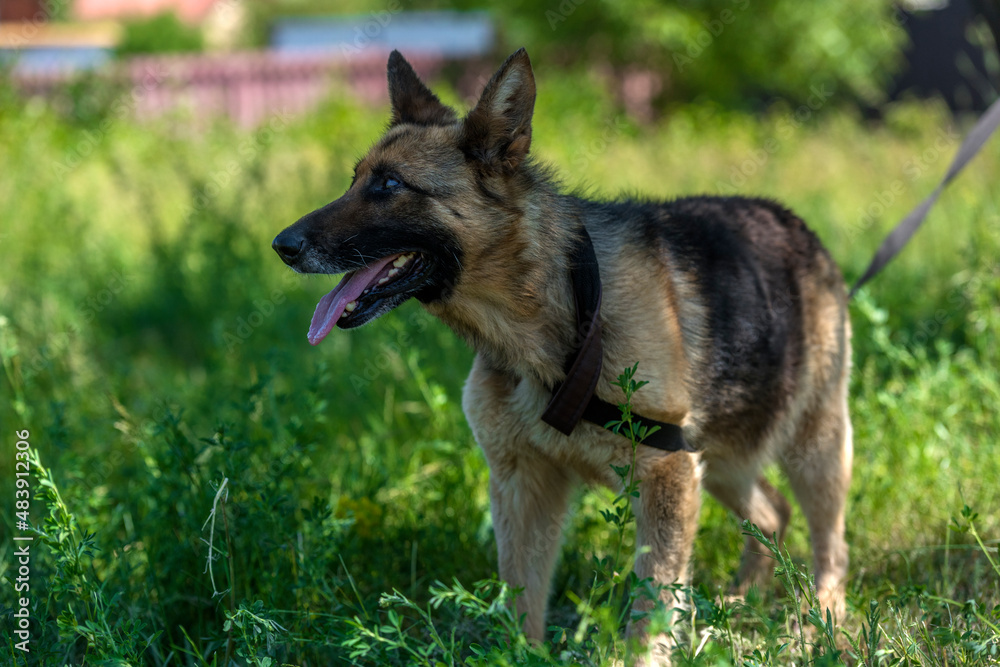 blind german shepherd dog at animal shelter blind german shepherd dog at animal shelter