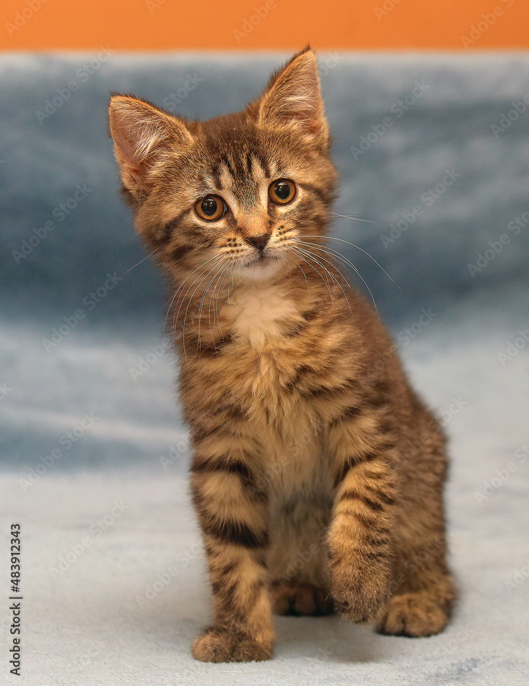 little cute striped brown playful kitten