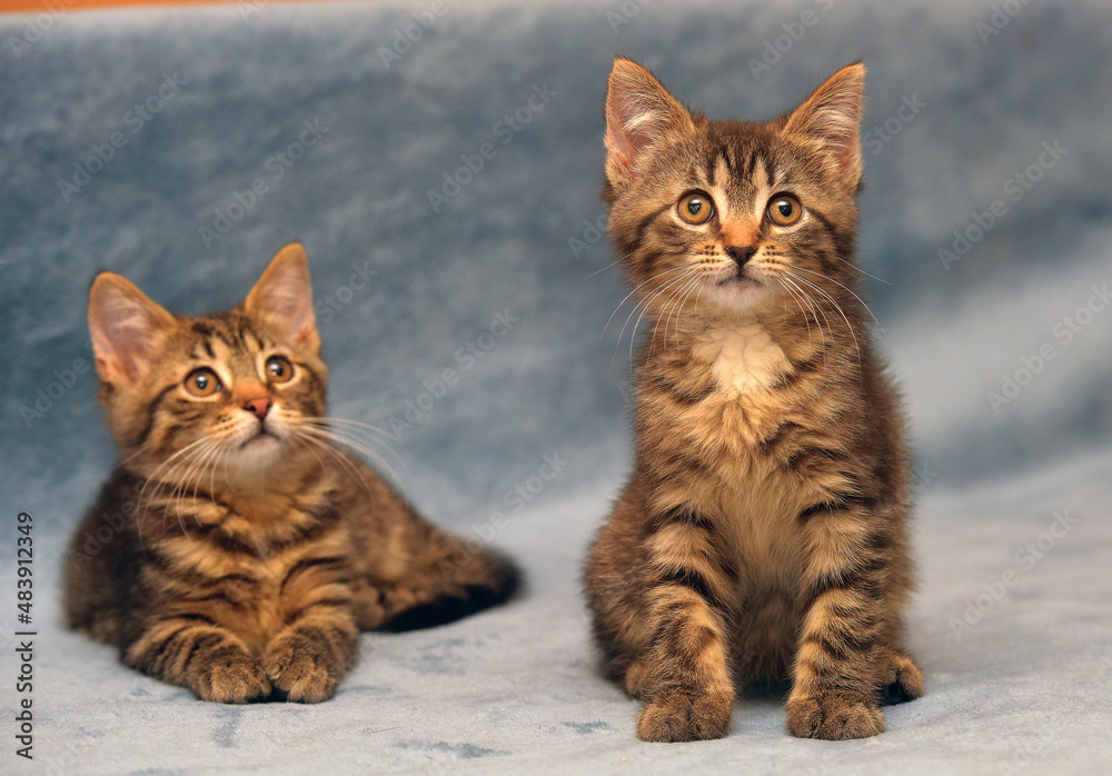 Fototapeta premium two little brown tabby kittens playing