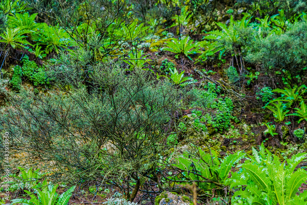 beautiful images of the autochthonous flora and fauna of the canary islands on the island of gran canaria
with endemisms in the telde area with tiny flora with ditch water and winter weather beautiful images of the autochthonous flora and fauna of the canary islands on the island of gran canaria
with endemisms in the telde area with tiny flora with ditch water and winter weather