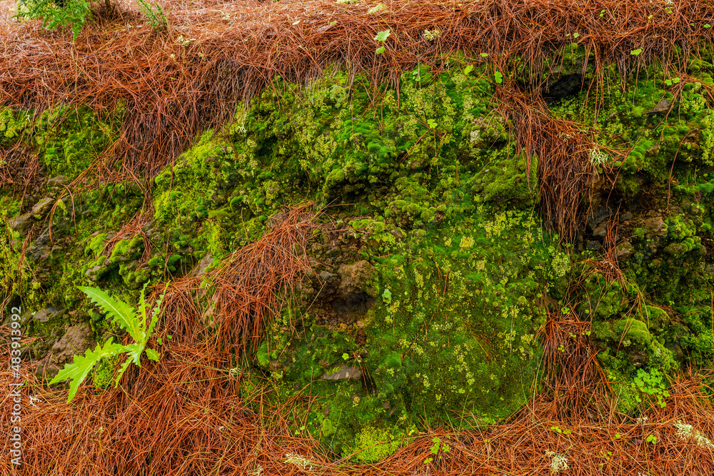 Obraz premium landscapes of the canary islands island of gran canaria telde area with beautiful pine forests autochthonous vegetation with protected endemisms in a protected area with cold winter weather