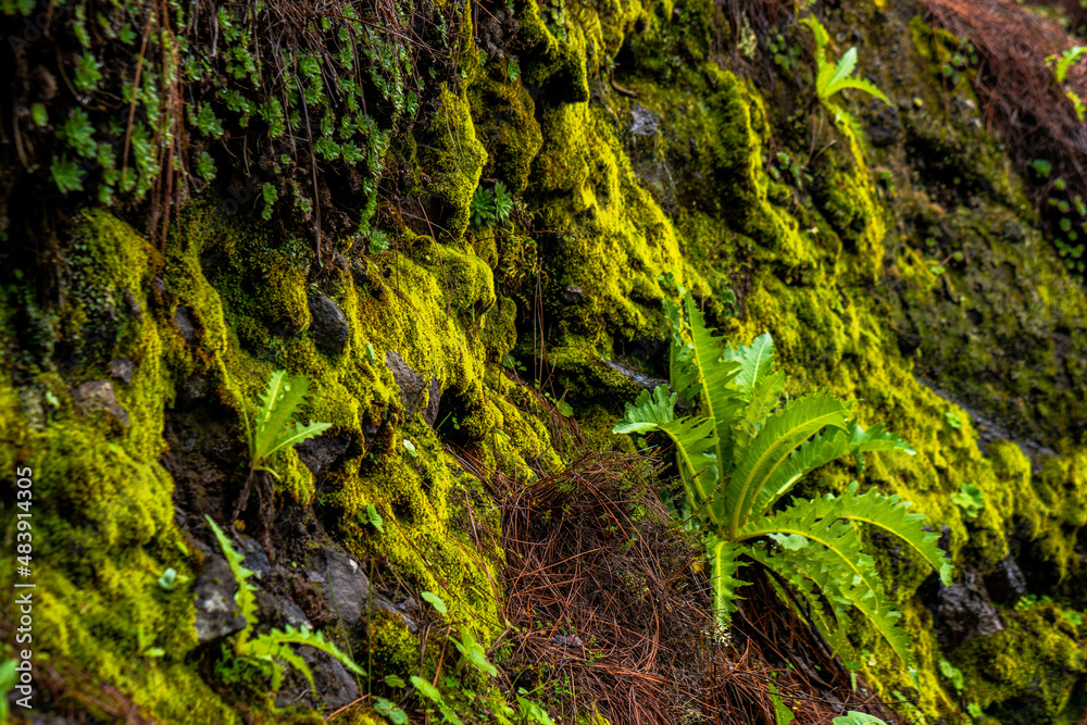beautiful images of the autochthonous flora and fauna of the canary islands on the island of gran canaria
 with endemisms in the telde area with tiny flora with ditch water and winter weather