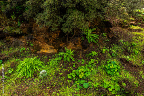 beautiful images of the autochthonous flora and fauna of the canary islands on the island of gran canaria with endemisms in the telde area with tiny flora with ditch water and winter weather