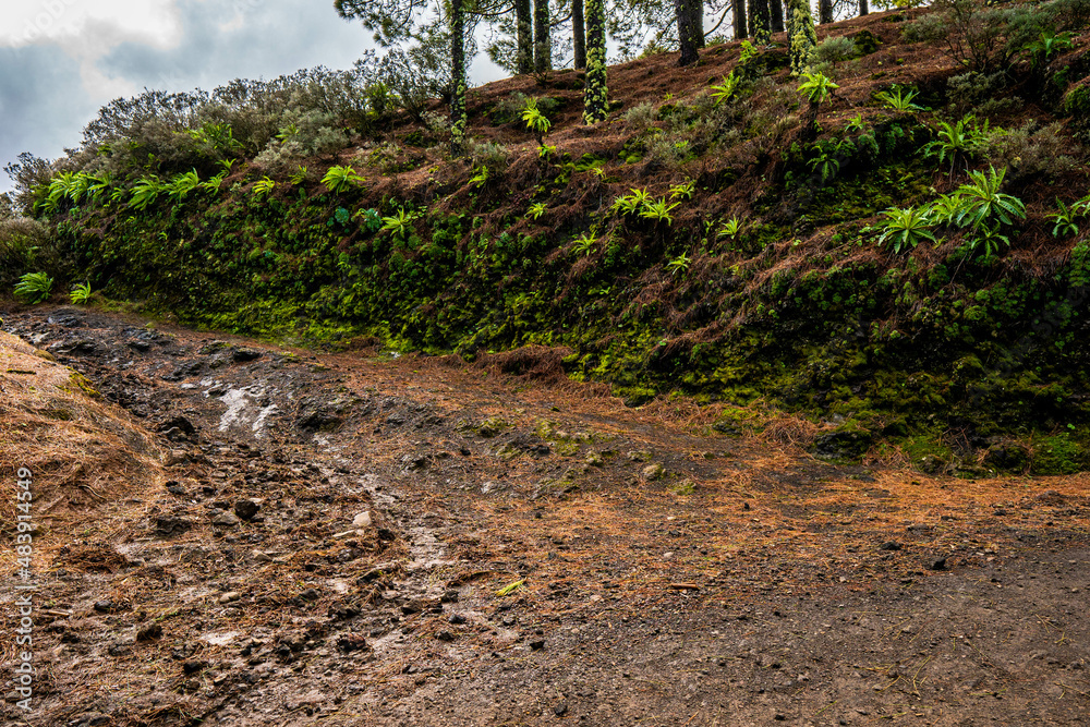 beautiful images of the autochthonous flora and fauna of the canary islands on the island of gran canaria
 with endemisms in the telde area with tiny flora with ditch water and winter weather