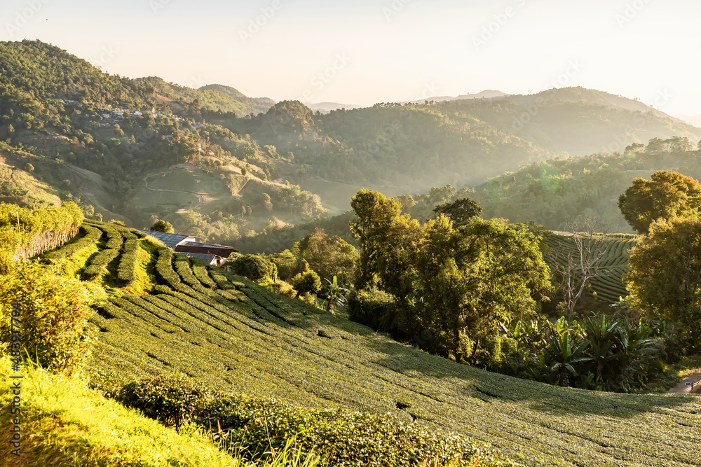 Obraz premium Chiang Rai Thailand, rows of tea plants following contours of hill on plantation