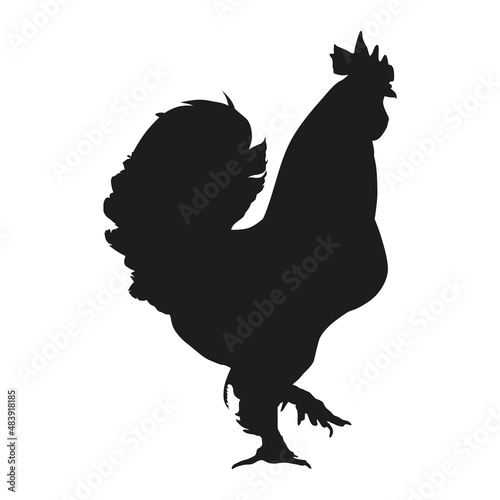 Vector illustration. Black silhouette of a rooster design. Isolated male chicken on a white background