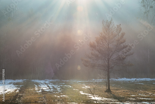 Sonnenstrahlen im Nebel am Waldrand
