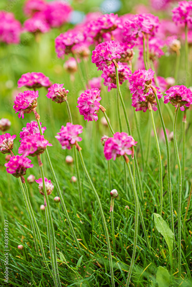 summer flowers in the garden summer flowers in the garden