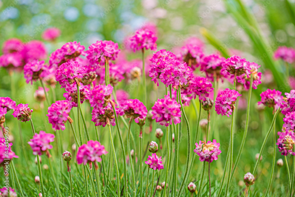 summer flowers in the garden