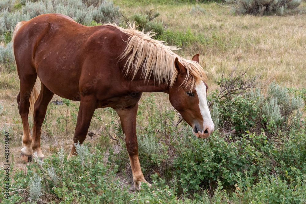 Wild horses in Theodore Roosevelt NP, North Dakota Wild horses in Theodore Roosevelt NP, North Dakota
