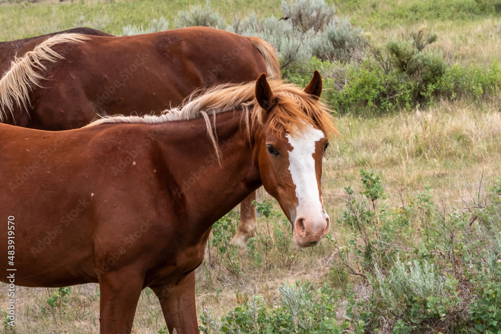 Wild horses in Theodore Roosevelt NP, North Dakota Wild horses in Theodore Roosevelt NP, North Dakota