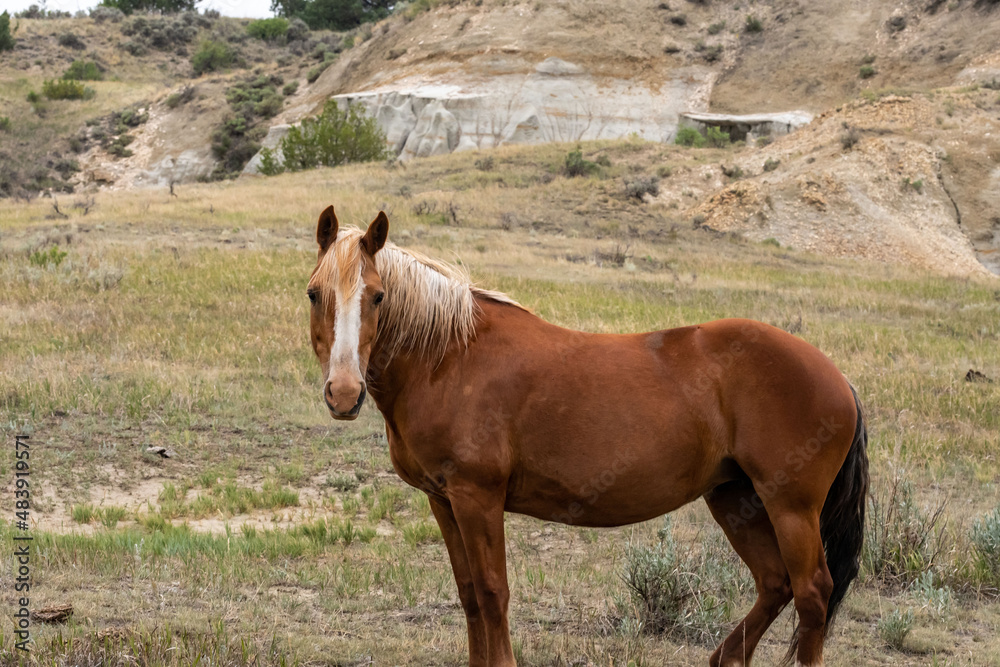Obraz premium Wild horses in Theodore Roosevelt NP, North Dakota