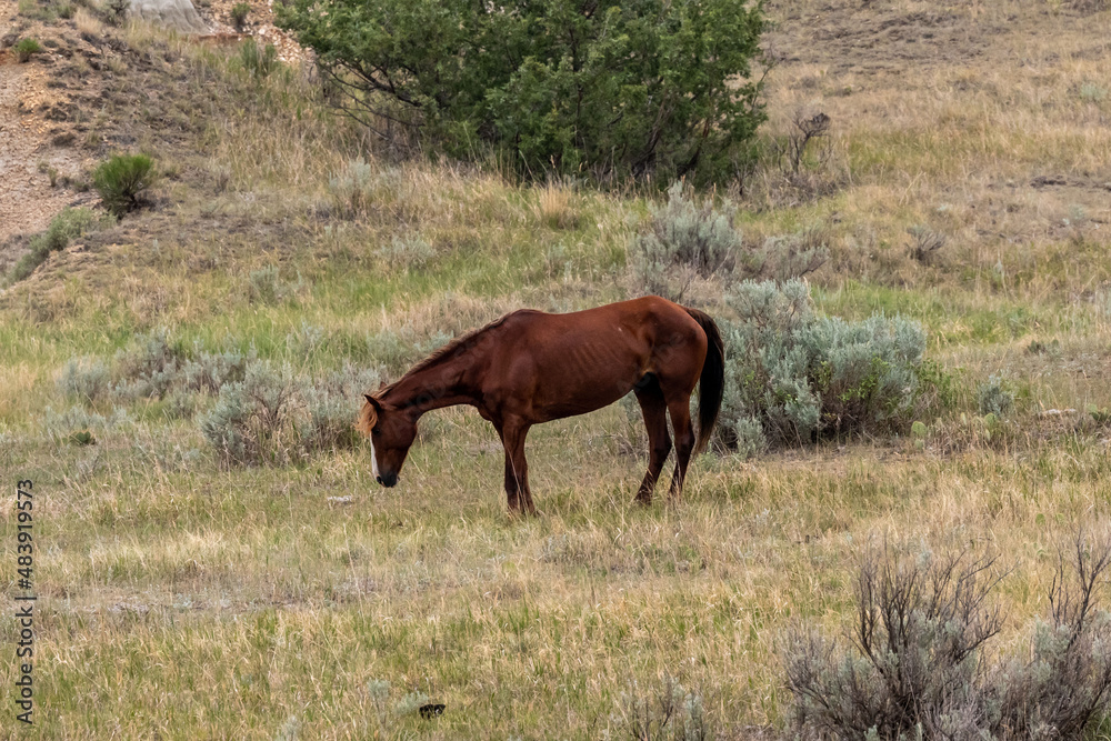 Fototapeta premium Wild horses in Theodore Roosevelt NP, North Dakota