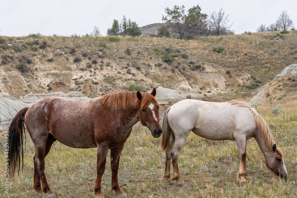 Wild horses in Theodore Roosevelt NP, North Dakota Wild horses in Theodore Roosevelt NP, North Dakota