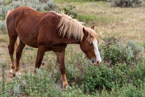 Wild horses in Theodore Roosevelt NP  North Dakota