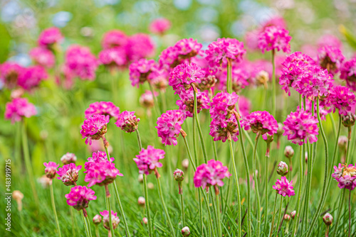 summer flowers in the garden