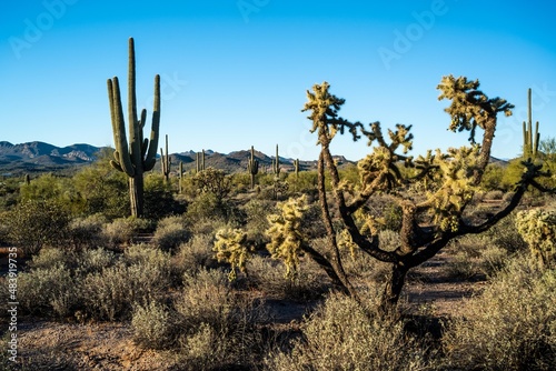 An overlooking view of Lost Dutchman SP, Arizona © CheriAlguire