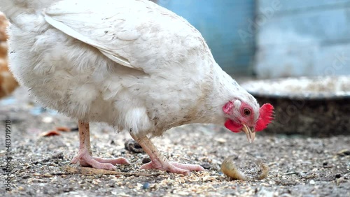 White chicken nibble peck piece of meat off the ground in dirty farm lawn photo