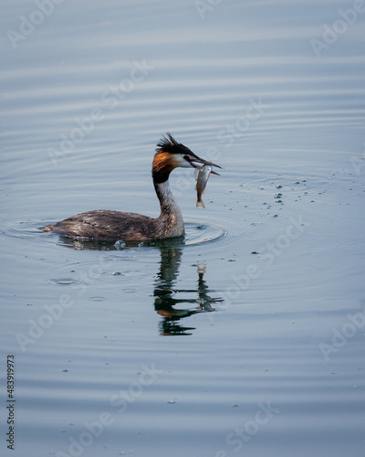 Great Crested Grebe, uccessful fisher