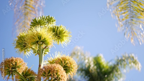 Yellow agave or aloe exotic flower panicle, century or sentry plant bloom, succulent blossom or inflorescence. Blue clear sunny summer sky, flowering maguey and palm tree, California flora, USA garden © Dogora Sun