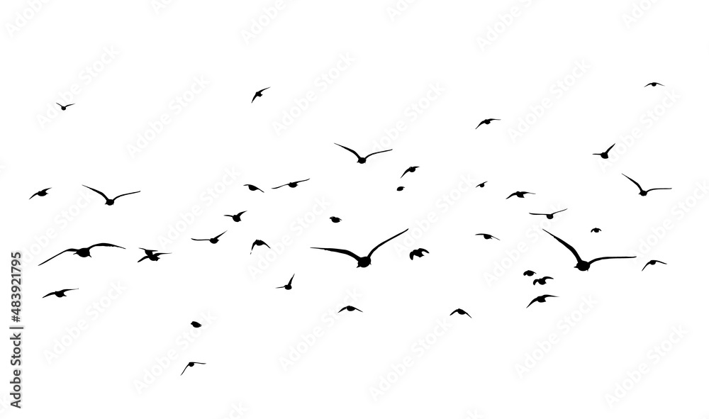 Fototapeta premium A flock of flying birds. Free birds. Vector illustration