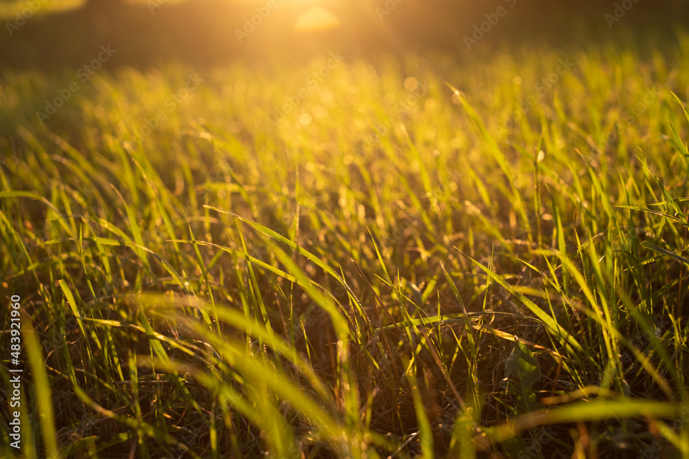 Green grass with sunset views. Blurred natural background.