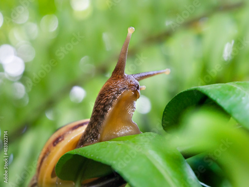 closeup of natural brown snail head on green leaf 